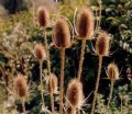 Dipsacus fullonum